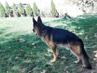 Alman Kurdu Gary torunu Nero Oğlu Manitu Von Ivelinhof