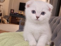 Teslime Hazır Scottish Fold Erkek