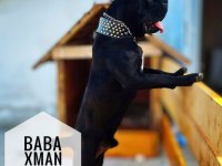 Dünya Şampiyonu Öz Torunları Cane Corso