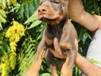 Kaliteli Doberman yavrular