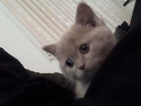 Erkek 60 günlük british shorthair