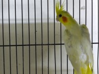 Lutino Sultan Papağanı Dişi