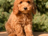 A kalite toy poodle yavrularımız ırk sağlık garantilidir