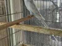 Ele alıştırmalık yavru muhabbet kuşu
