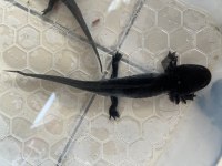 Axolotl semender 17-18 cm