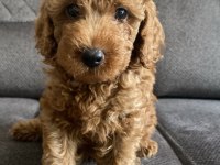 Sağlıklı Toy Poodle Yavrularımız