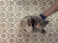 Pomeranian boo erkek bebeğimiz