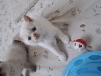 British Shorthair Yavrumuz