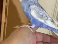 30 GÜNLÜK KUSURSUZ BEBEK MUHABBET KUŞU