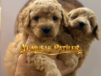 SEVİMLİ IRK TOY POODLE YAVRULAR