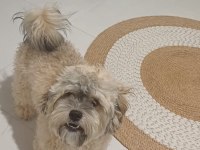 Shih Poo Yavrumuz