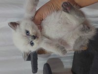 ISPARTA..A KALİTE SAFKAN IRK GARANTİLİ ORJ.CİNS YAVRULAR