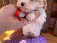 ÜST KALİTEDE MALTİPOO YAVRULARIMIZ, ARACI DEĞİLİZ