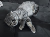 7 aylık erkek british longhair