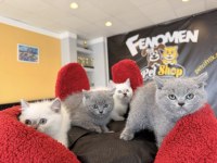 RENK RENK BRITISH SHORTHAIR YAVRULARIMIZ GÜNCEL ANKARA