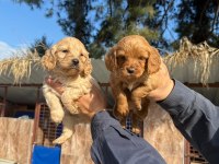 Muhteşem kalitede toy poodle yavrularımız