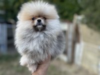 Sağlık Ve Irk Garantili Pomeranian Boo Yavrularımız