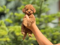 Yalovada Birbirinden Güzel Toy Poodle