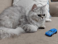 Silver British Longhair