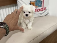 Tea Cup Kore Man Maltese Ziyarete Açık