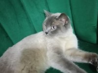 British Shorthair Blue Point