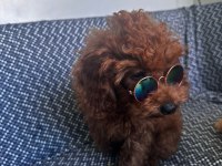 Toy poodle köpeğimiz