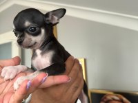 Chihuahua elma kafa ped eğitimi var 58 günlük