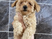 Orjinal maltipoo yavrular