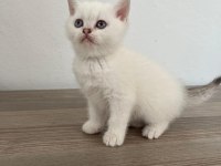 British blue point yavrularımız