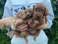 Bir avuç mutluluk poodle