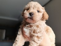 Irkının en güzeli dişi maltipoo bebeğim