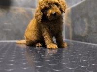 RED TOY POODLE YAVRUSU