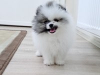 Olağanüstü güzellikte pomeranian