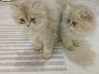 Saf kan British Longhair Blue Golden yavrular