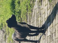 YALOVA CINARCIK TA ÜCRETSİZ YAVRU CANE CORSO ITALIANO