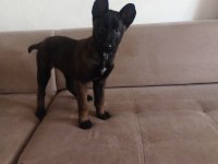 Renk güzeli dişi köpeğimize yuva arıyoruz