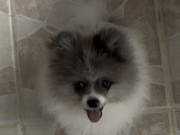 MERLE POMERANİAN BOO AŞILARI TAM PASAPORTLU