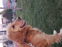 Ücretsiz sahiplendirme golden retriever köpeği