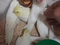Evcil sultan papağanı bebeklerimiz el besleme