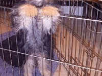 Yorkshire Terrier Oğlumuz Max