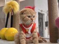 Oyuncu scottish fold kedilerim 3 aylıklar