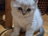 Scottish fold biritish shorthair sağlık garantil