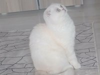 11 aylık scottish fold beyaz