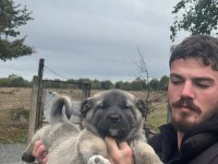 Saf kangal panterler