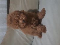 3 aylık Red poodle erkek