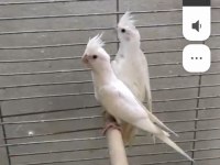 Albino Kırmızı Göz Yavru 3 Adet Sultan