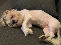 1 yaşında Shih-Tzu kızımız