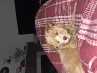 3.5 aylık poodle yavrumuz