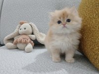 Golden british longhair erkek safkan yavrum