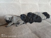 KALİTELİ PUG MOPS YAVRULAR